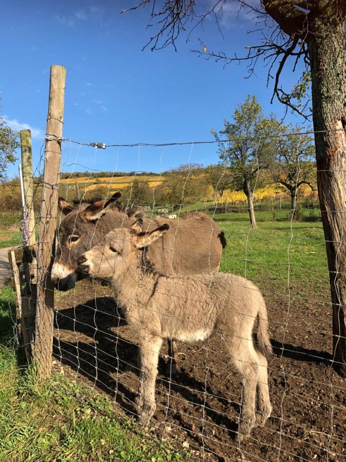 Chez Le Vigneron Lejlighed Westhalten Eksteriør billede